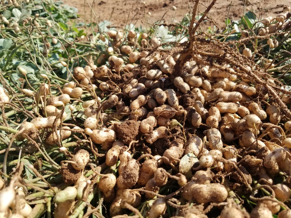 Emi Kimura (@txrp_agronomy) on Twitter photo Collingsworth County #cotton and #peanut field day! Big thank you to collaborators!! <a href="/TXPanAg/">Jourdan Bell</a> Collingsworth County #cotton and #peanut field day! Big thank you to collaborators!! <a href="/TXPanAg/">Jourdan Bell</a>