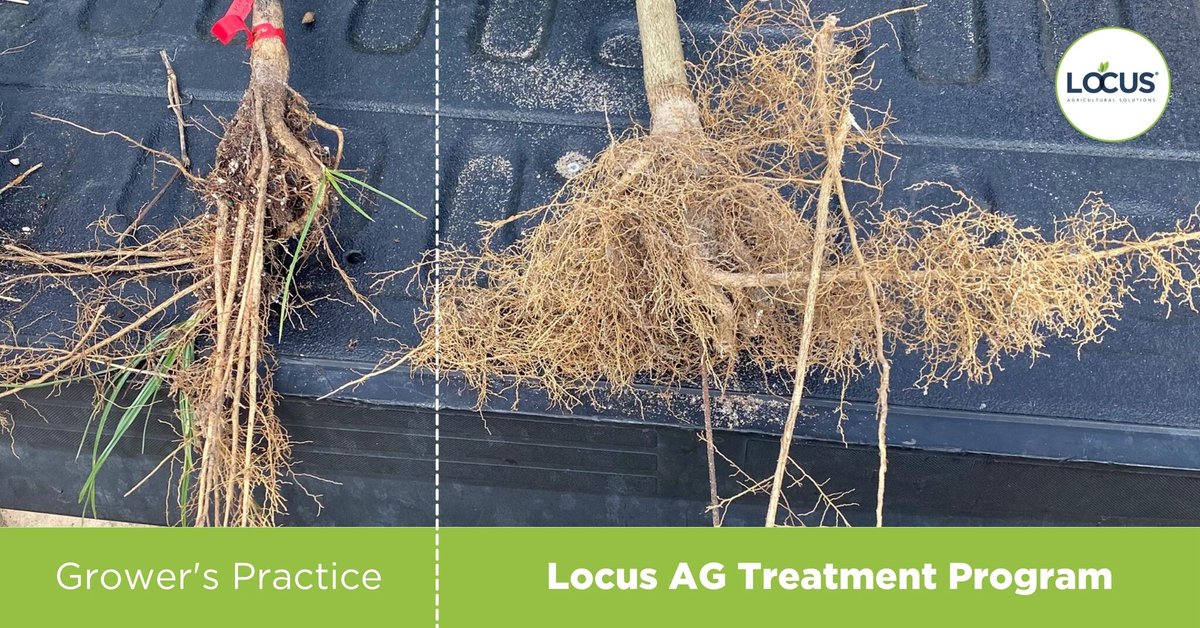 LocusAg's tweet photo. #FieldPicFriday – #FloridaCitrus farmers have started combining the use of nets with our powerful soil biologicals, which strengthen the #roots and vascular system of the tree, and help it become more tolerant to biotic and abiotic stressors when the nets come off. #soilmicrobes https://t.co/I1rNVJRgzA