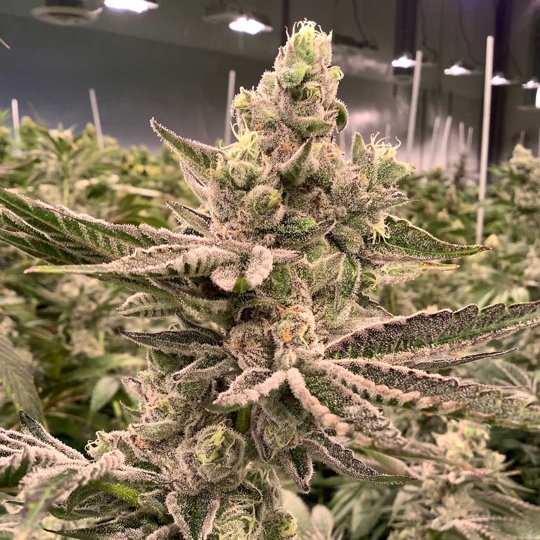 TerrapinCare's tweet photo. 📢 Attention #Pennsylvania patients! 📢

Our list of strains available regularly throughout the Keystone State just keeps growing, now with 8️⃣ additional strains: Cape Poison, CIC (📸 pictured ), CNB, Demon Skunk, Devil’s Lemons, GFC, ICC and Jack’s Clone.
#flowertothepeople https://t.co/t5siBSdoGj