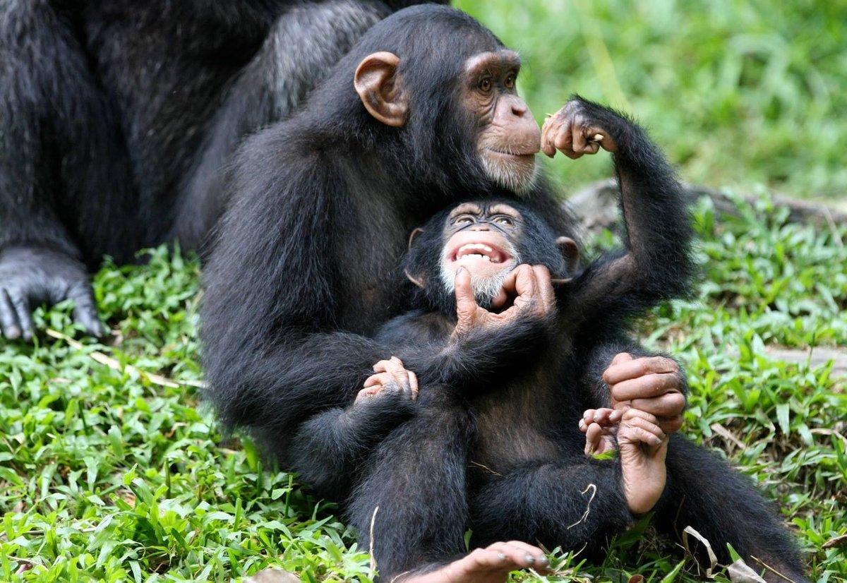 Visit_UG's tweet photo. UGANDA @60 INDEPENDENCE DAY NGAMBA CHIMPANZEE ISLAND FULL DAY TRIP: 
Executive Boat Cruise Trip Via Equator Island on 9th October 2022. o book, quickly visit https://t.co/z1gJmoPTOt before it fills up. A Visit to Ngamba Chimpanzee Island, is a donation to Nature Conservation! https://t.co/38rorOpX9N