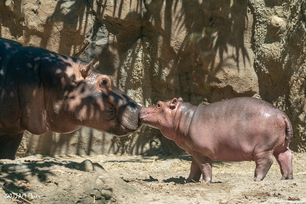 CincinnatiZoo's tweet photo. Nose to nose with Fiona &amp; Fritz!!! 😍🥰 Do you want to meet Fiona and Fritz in person?  Find out how you could win the Ultimate Hippo Getaway: https://t.co/LzST2eoAcX https://t.co/iUvCjPc8Xv