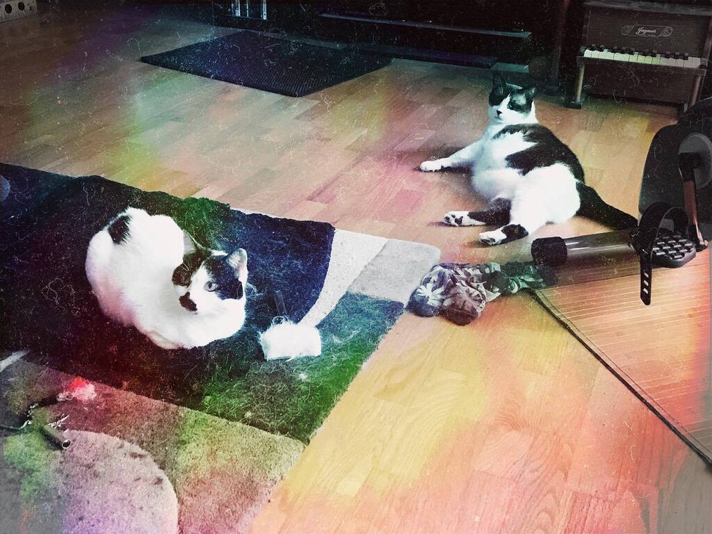 catsynth's tweet photo. Embrace the entropy 😺😺 #catsofinstagram #Hipstamatic #Alexander35 #Bluegrass14 #catsoftwitter https://t.co/OiWgdawhBM https://t.co/QKIA3zFSeP