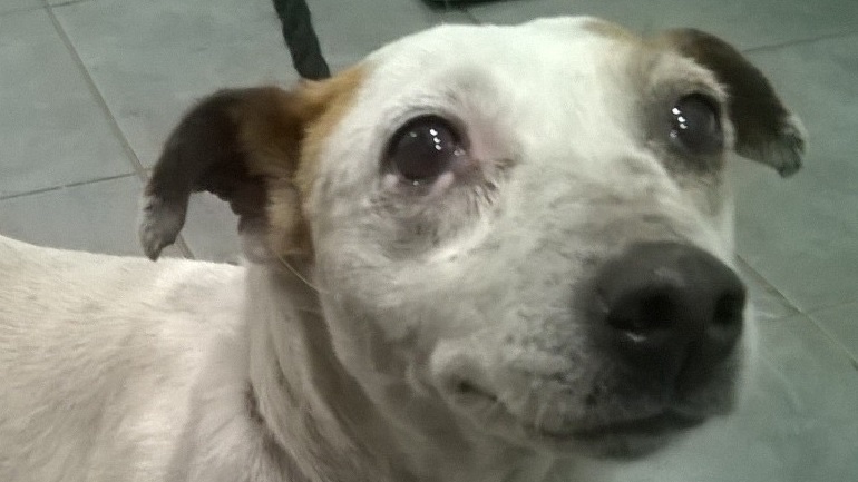 Someone just messaged me to say they were unfollowing me as my account is too upsetting when there is nothing they can do. 
We can all do something, we can retweet and also send a tweet to our MPs and raise awareness. 
If we ignore the plight of these pets nothing will change.