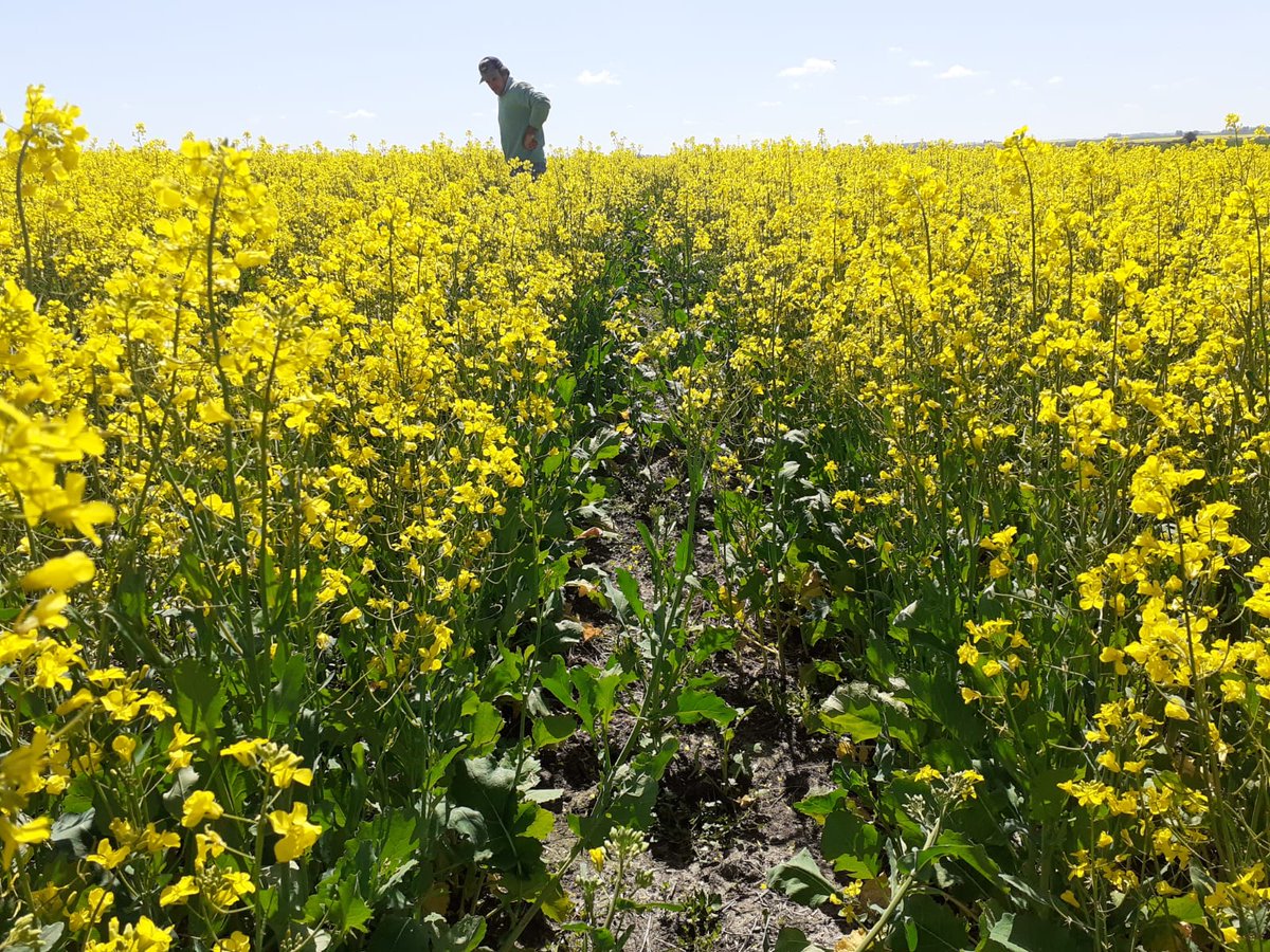 agromil_ltda's tweet photo. Trigo con #MicrostarPZ y colza con #MicrostarCMB 👌 Ambos con Vitagrow cuando la aplicación de herbicidas. 😍 Vienen lindos ambos. 📍 Paraje Sánchez, Río Negro. 👥 @RizobacterU y Agromil.
#MicrostarTrigo #MicrostarColza https://t.co/QukwMJ8sq0