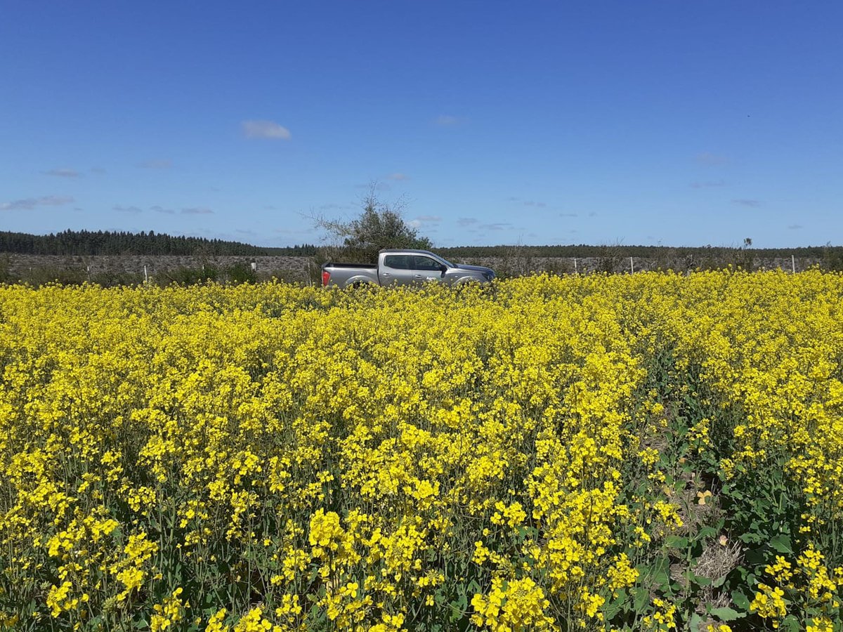 agromil_ltda's tweet photo. Trigo con #MicrostarPZ y colza con #MicrostarCMB 👌 Ambos con Vitagrow cuando la aplicación de herbicidas. 😍 Vienen lindos ambos. 📍 Paraje Sánchez, Río Negro. 👥 @RizobacterU y Agromil.
#MicrostarTrigo #MicrostarColza https://t.co/QukwMJ8sq0