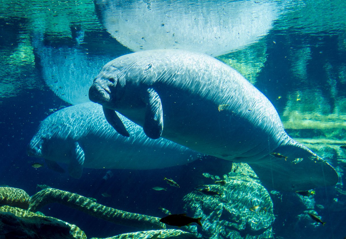 SeaWorld on Twitter: "Hey #SeaWorldSquad: We’ll “mana-tweet” something