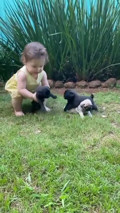 PUGLoversWorld1's tweet photo. Rate this photo out of ten...π₯°π₯°π₯°
#pug #pugs #puglife #Wordle454X #DennisPrager #fridaymorning https://t.co/Iz10jcomMt