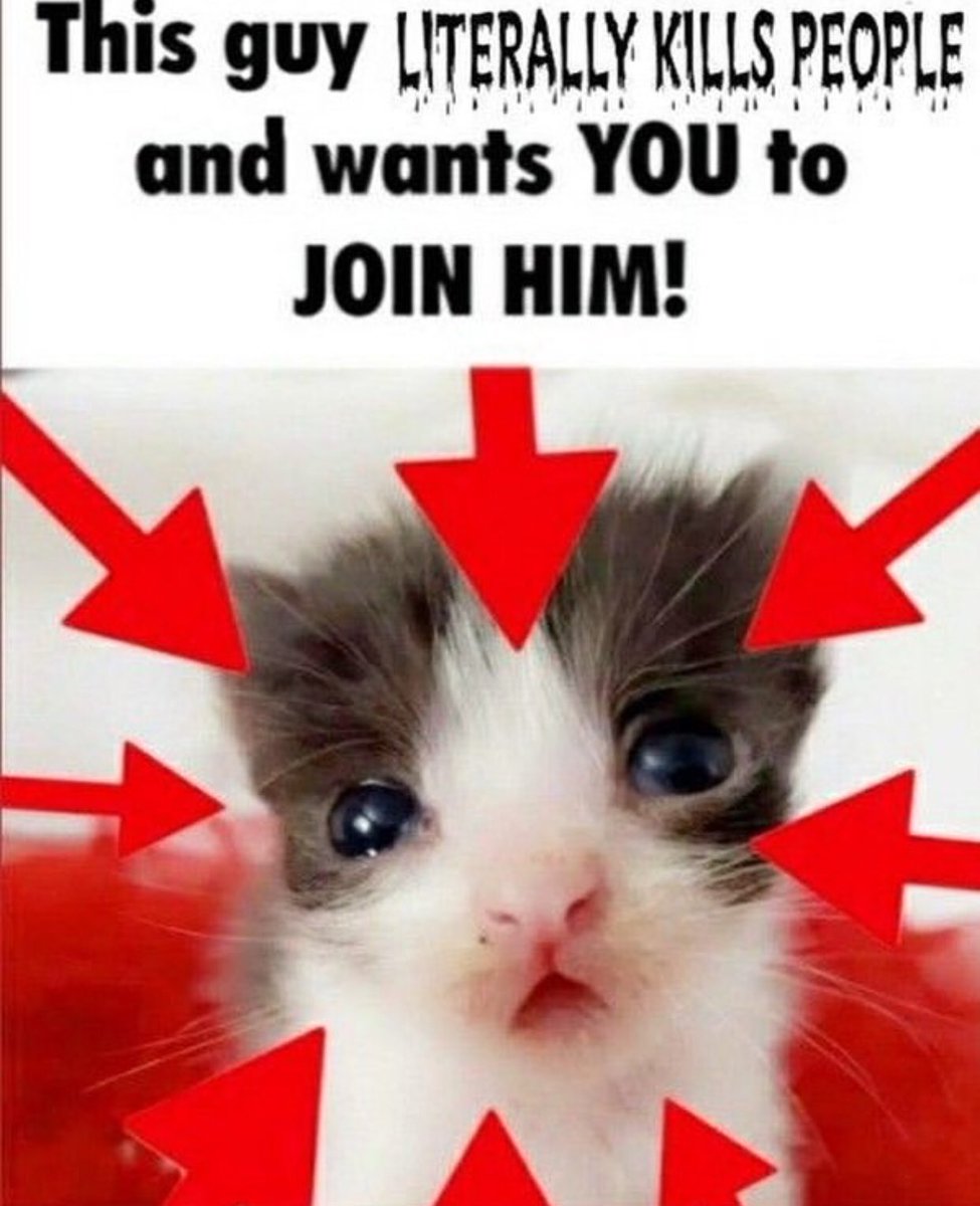 LiterallyMeCats (@literallymecats) on Twitter photo 