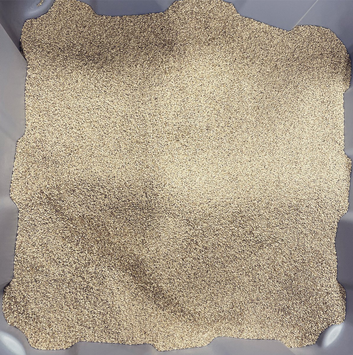 A bin full of the grain that makes up a DMC classic.

Whatever could we be brewing today?