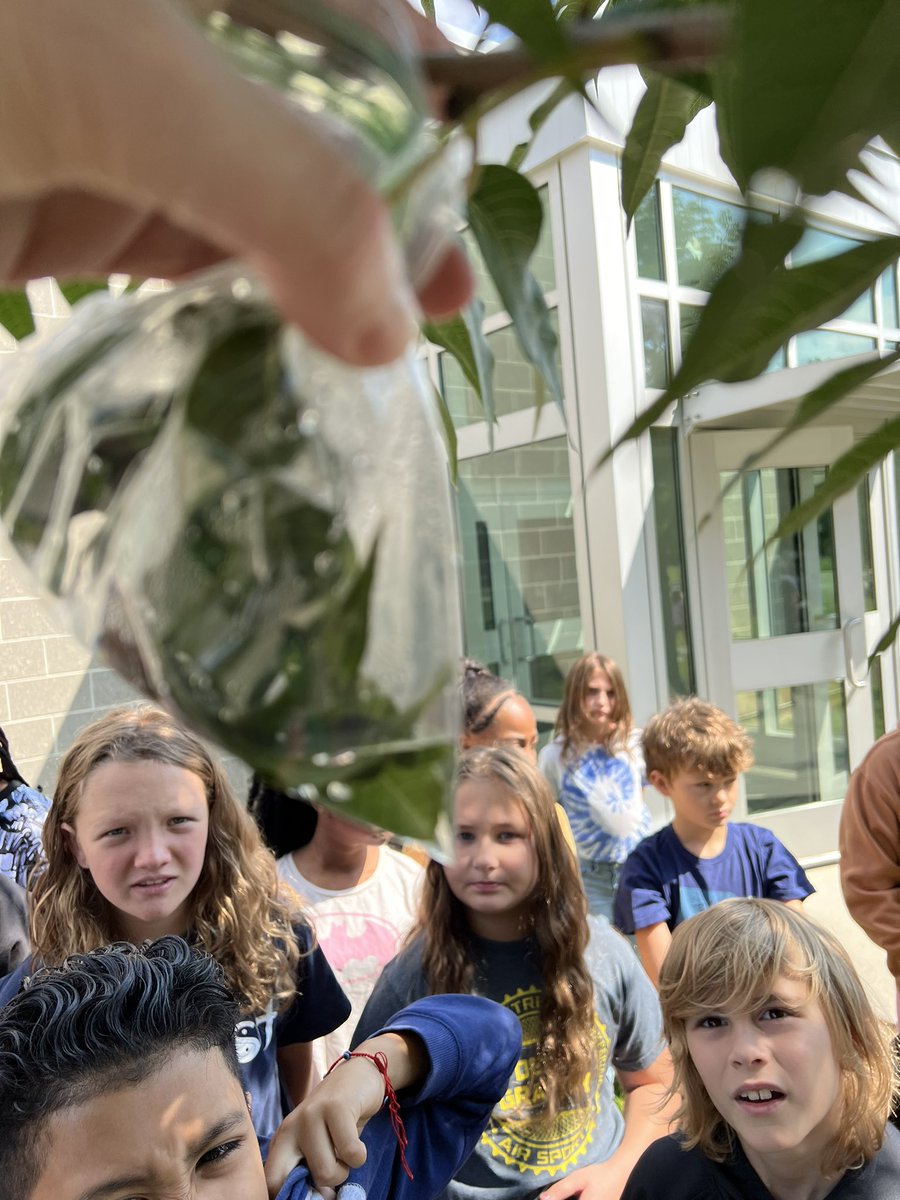 Brinchekscience's tweet photo. One way to AMAZE 5th graders? SHOW them plant sweat! Yup, #transpiration is a big part of the #watercycle ! #authenticLearning #ncstandards #environmentalLiteracy https://t.co/d1YE2WFME2