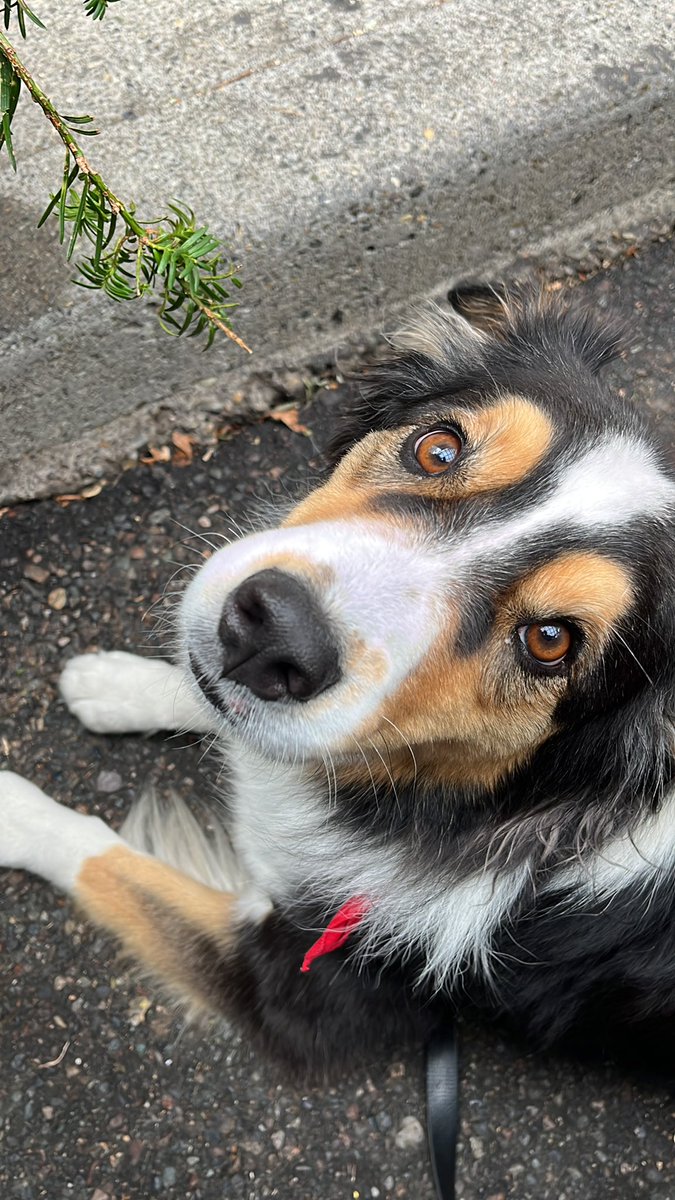 Kyle Pickering tweet media