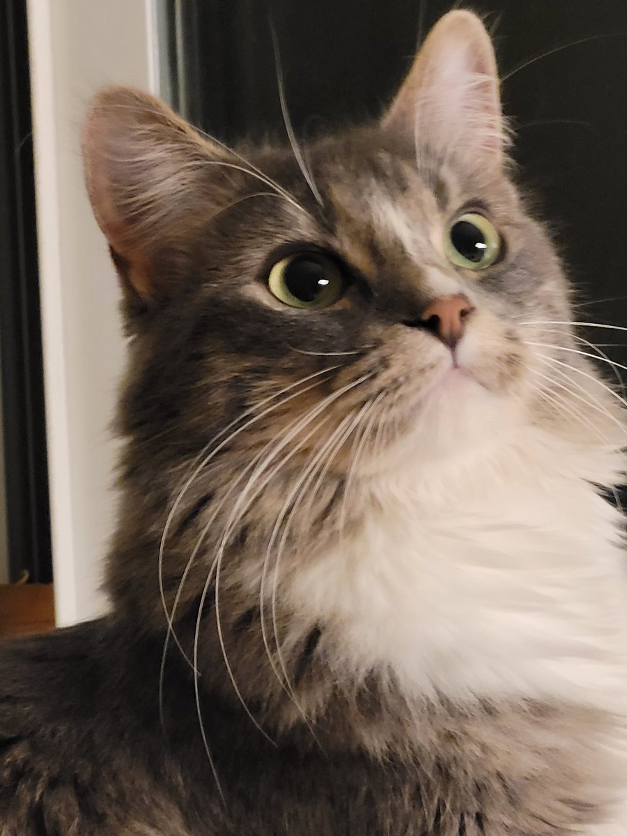 Holy mackerel pals. There was a giant flying thing on the wall. I didn't know whether to try and eats it or run.  Sparrow Cat #CatsOfTwitter #cats #fridaymorning #yikes