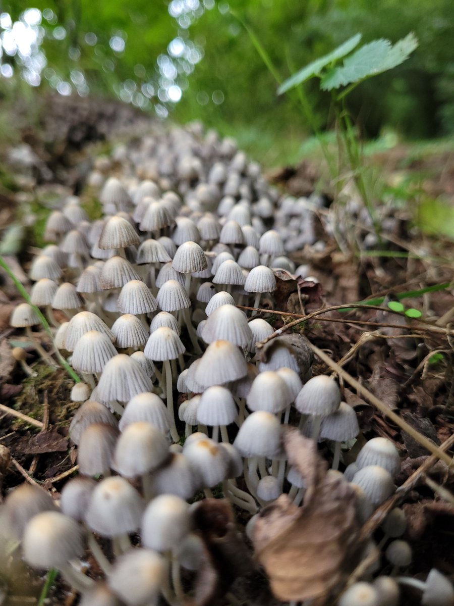 KittyGeleijnse's tweet photo. #avondwandeling #herfst https://t.co/XNY3QwqEJm