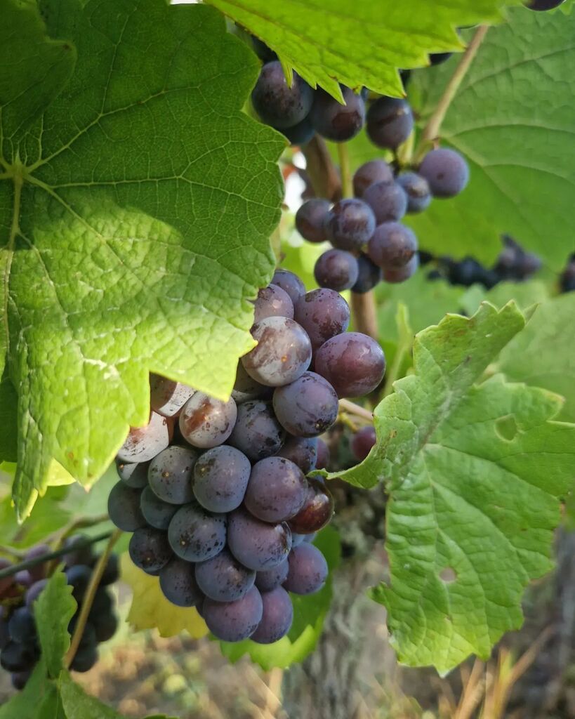 weingut_richter's tweet photo. Lesetag 8: Heute mal fast kein Regen.#🌦 Dafür perfekt reife #grauburgunder 
#weingutrichter #feitigrichter #biowein #organcwine #bioland #siebeldingen #pfalz #harvest2022 https://t.co/XhHIES5zqT