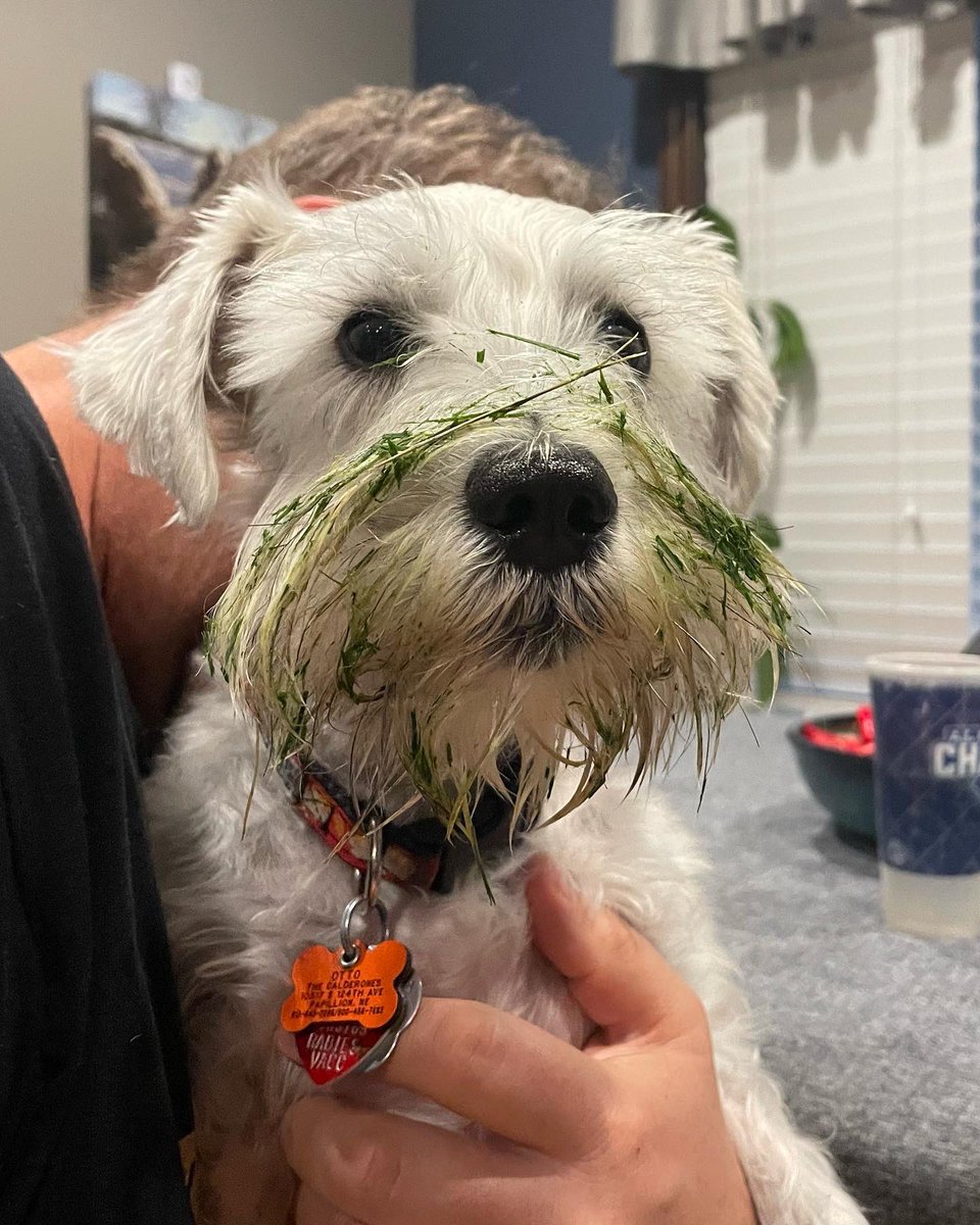 OttoBrahmsEsq's tweet photo. This morning I decided to โcleanโ my post-breakfast beard in the freshly mowed yard ๐๐ฌ๐ My hooparents were very pleased with my lovely #beardage #SchnauzerGang https://t.co/DCe65yAwmE