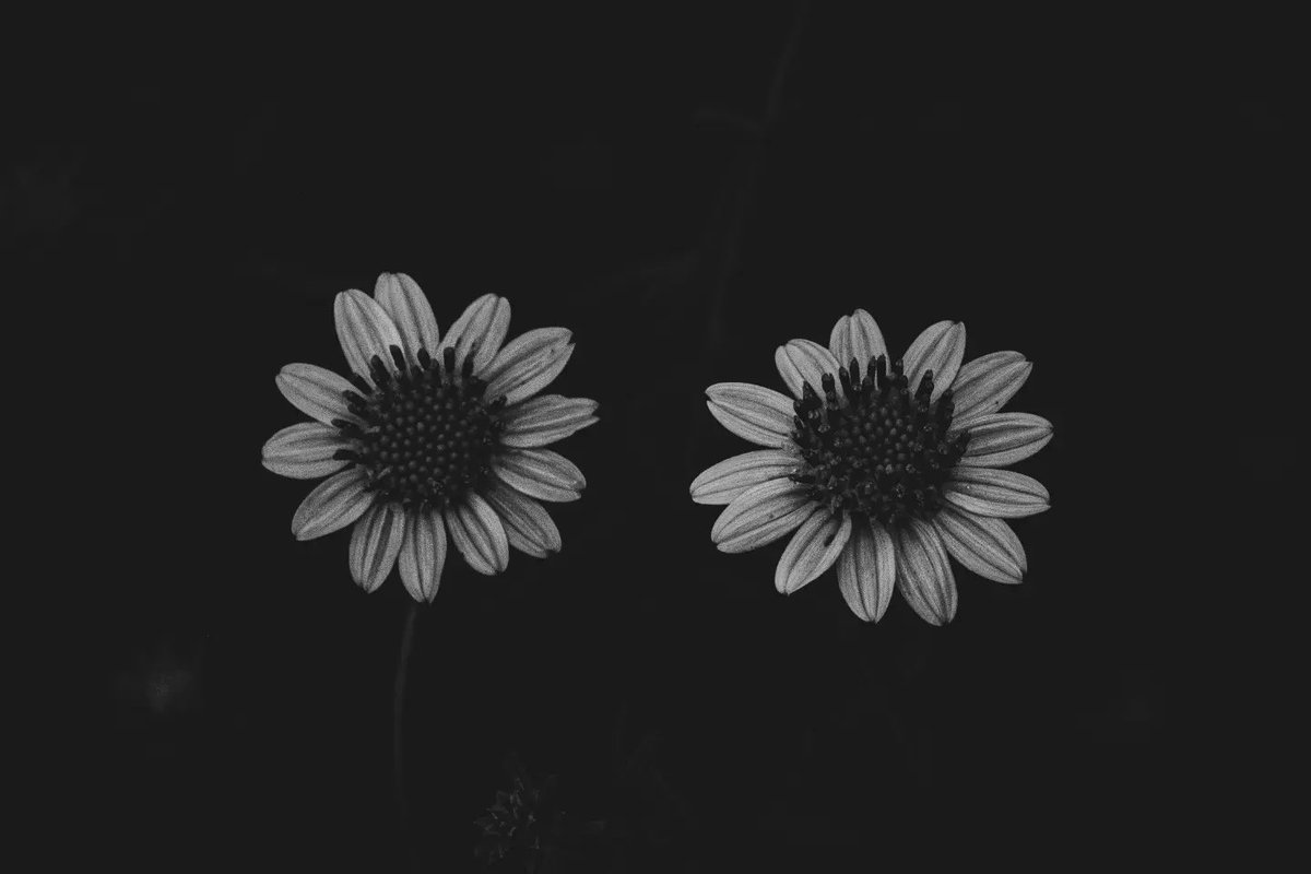 xavib1017's tweet photo. #everydayphotography #blackandwhite #blackandwhitephotography #NaturePhotography #nature #life #wild #contrast #natural https://t.co/g7SRJqDFku