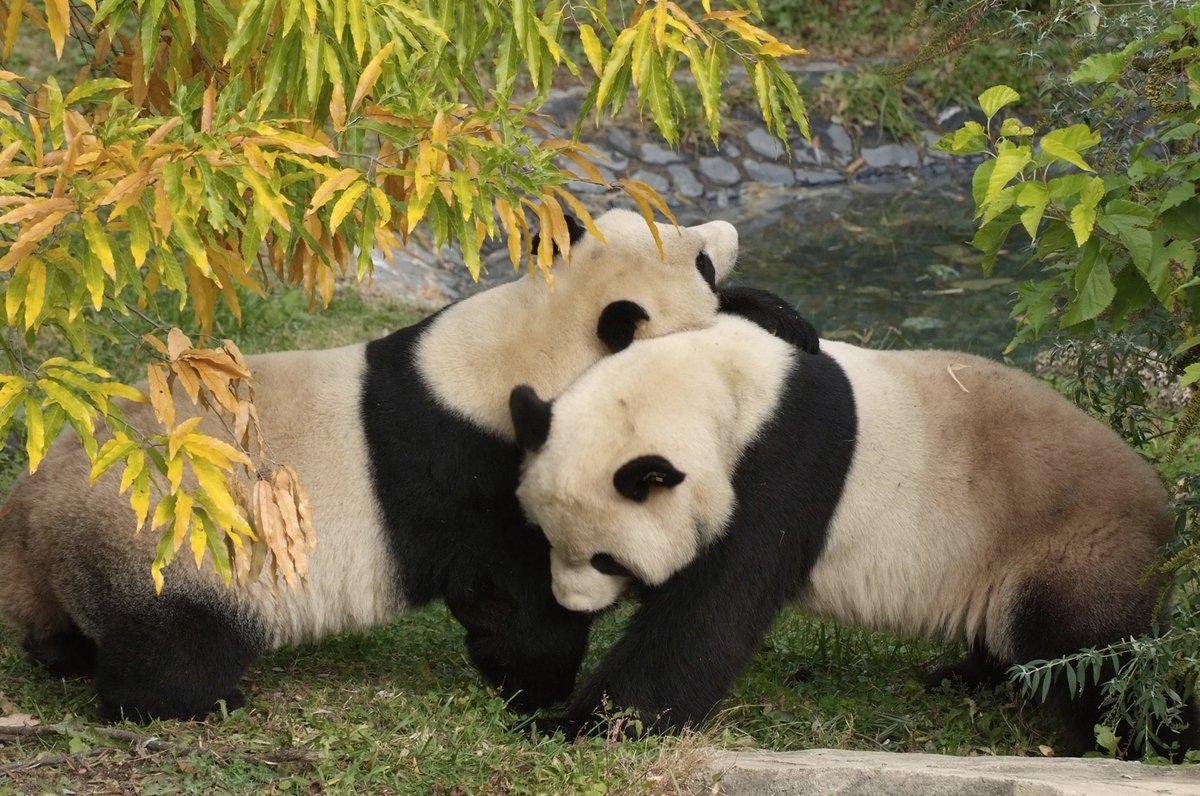 ChinaDailyUSA's tweet photo. The Smithsonian reveals an extension to its agreement with China to keep giant pandas Mei Xiang and Tian Tian, along with their youngest cub, Xiao Qi Ji at the zoo in Washington DC, through Dec 7, 2023. The previous agreement was set to expire at the end of 2020. #Pandaversary https://t.co/IHotphsOxw