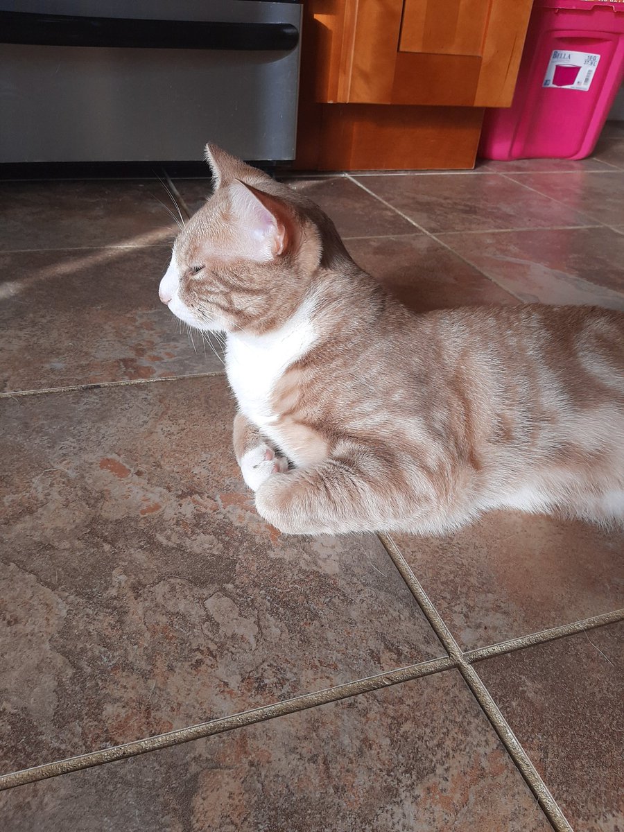 BestBetterStore's tweet photo. We call him Nacho, but he's really just a loaf of bread. #nofilter #cats #CatsOfTwitter https://t.co/M55QPdeym6