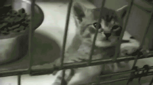 marillion13's tweet photo. Your Gift Today Will Be MATCHED to Help Stop Animal Testing! #SharingIsCaring for me (like always) as #MultipleDisabled #LongtimeLupusSurvivor on #SocialSecurity.
#EndAnimalTesting #TestOnAnimalAbusers &amp; other criminals instead.
https://t.co/pbP5OrqQO6
@peta https://t.co/iuXn0ORrcW