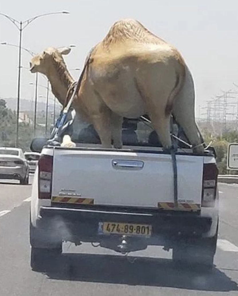 Sobriété : toujours prêt à laisser sa voiture pour être sobre comme un chameau ? 

#sobriete #Transports