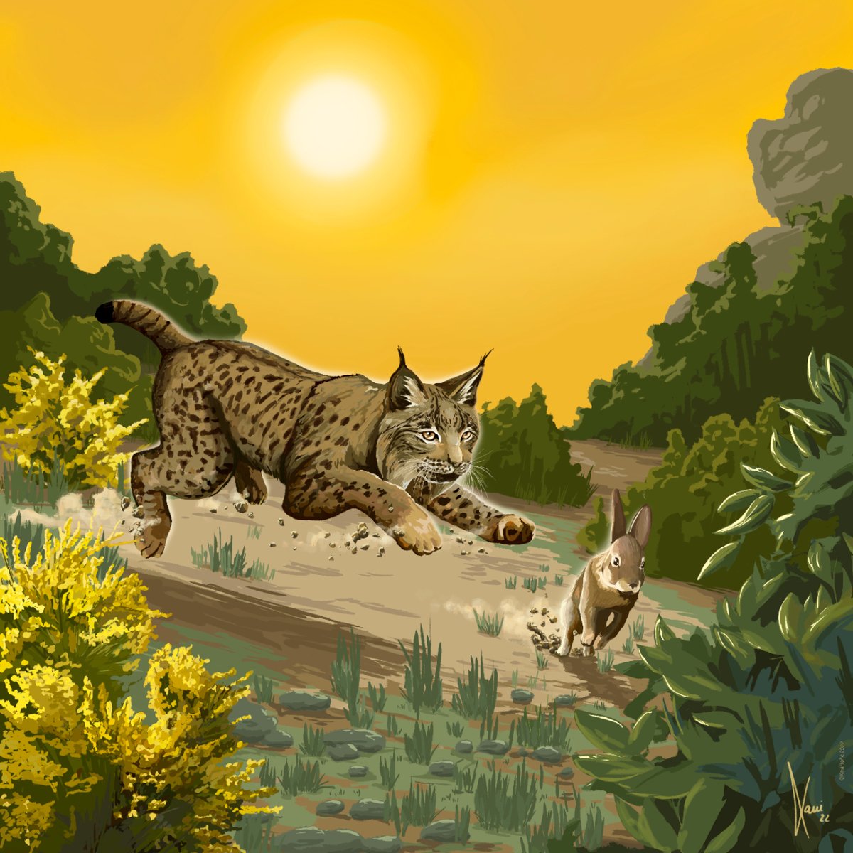 As part of our #WildlifeComeback month, we highlight some species recovering and the reasons we need to #WelcomeWildlife back.

Today we focus on the Iberian lynx! If you want to learn more about the comeback of this predator, wait for the #WildlifeComebackReport in September 27!