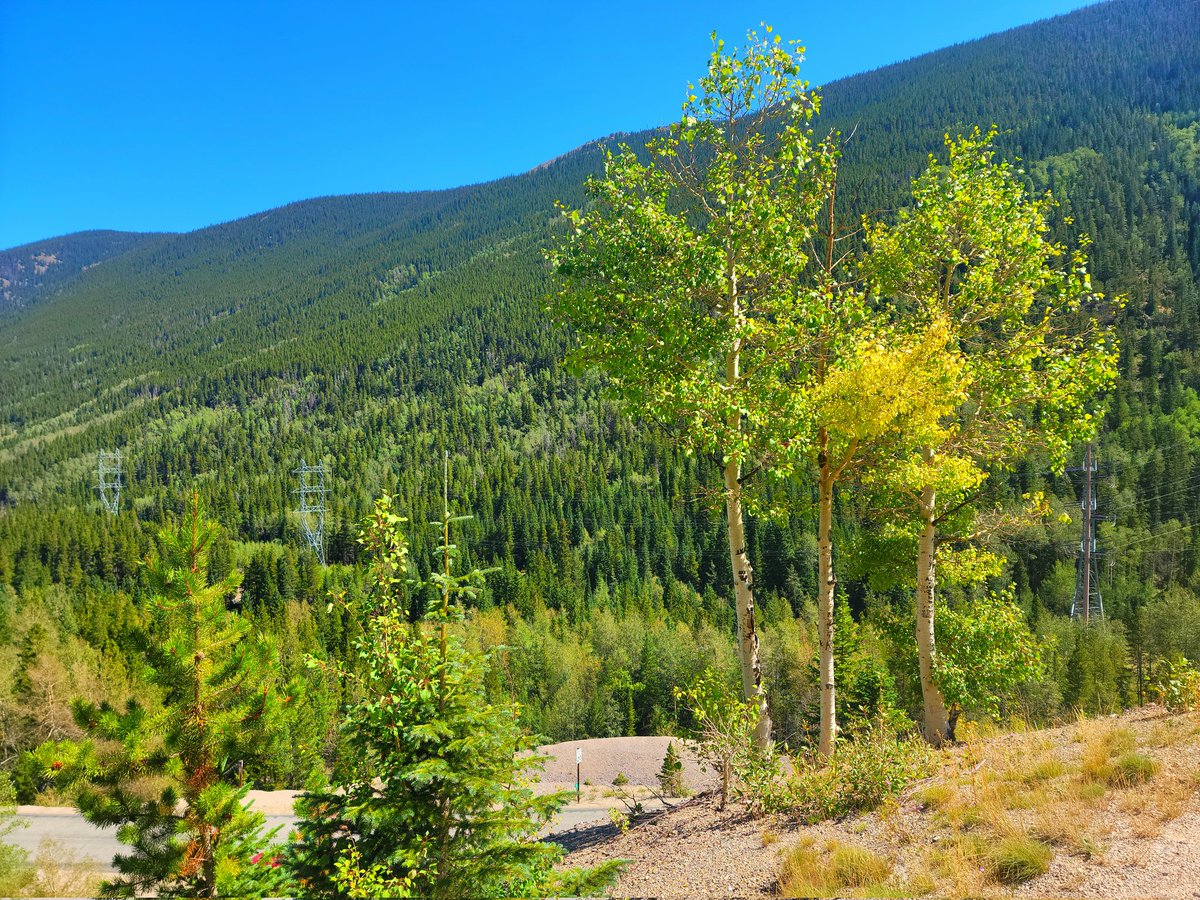 SindyDoll4's tweet photo. The Aspen trees are already starting to turn gold just outside Georgetown and over Guanella Pass. It's going to be beyond beautiful in a week or two. #LeafPeeping #Colorado #ColoradoGold #Aspens #GuanellaPass #AutumnLeaves #fall #jeeplife #jeepgirl #JeepAdventures https://t.co/p9RvFQeykj