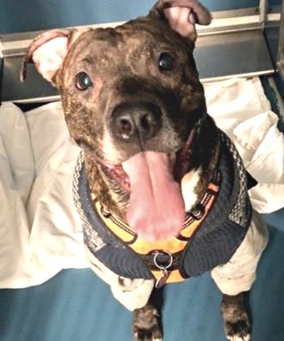 💔Gonzo💔 #NYCACC #23145 7y ▪️KILL COMMAND❗ ▪️Sweet gentleman belongs snuggling on couch, not set 2 die! Handsome boy adopted a few yrs ago, found abandoned on NYC st! Has a mass +needs loving, N.East #Foster, 4 security medical care + love. Pls #pledge #Dogsoftwitter 💞Gonzo