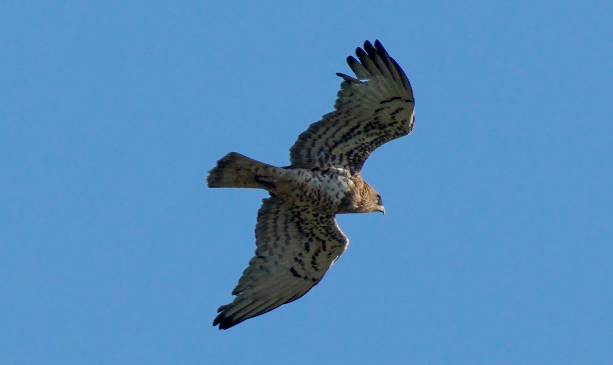 jmpicasprat's tweet photo. De postres una #aligamarcena ( anaven tres) #Circaetusgallicus #ocells #ocelldavui #birds #casserres #berguedà https://t.co/d6xRtsUVAg