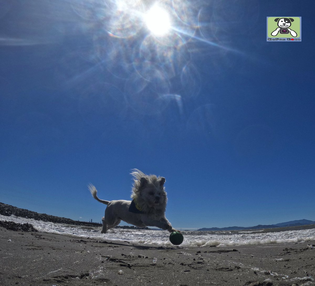 GoProCharlie1's tweet image. GoPro Charlie! Super lion dog storms the beach! 🐶💦🦁💦🚀😎 #GoPro #goprodogs #goprocharlie #dogcelebration #landofdogs #dogsoftwitter #superdog #liondog @GoughNuts 🐶💦🦁💦🚀😎