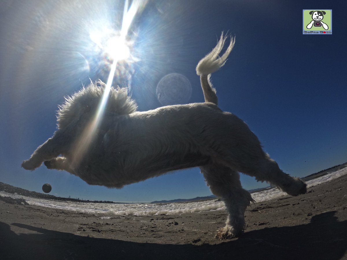 GoProCharlie1's tweet image. GoPro Charlie! Super lion dog storms the beach! 🐶💦🦁💦🚀😎 #GoPro #goprodogs #goprocharlie #dogcelebration #landofdogs #dogsoftwitter #superdog #liondog @GoughNuts 🐶💦🦁💦🚀😎
