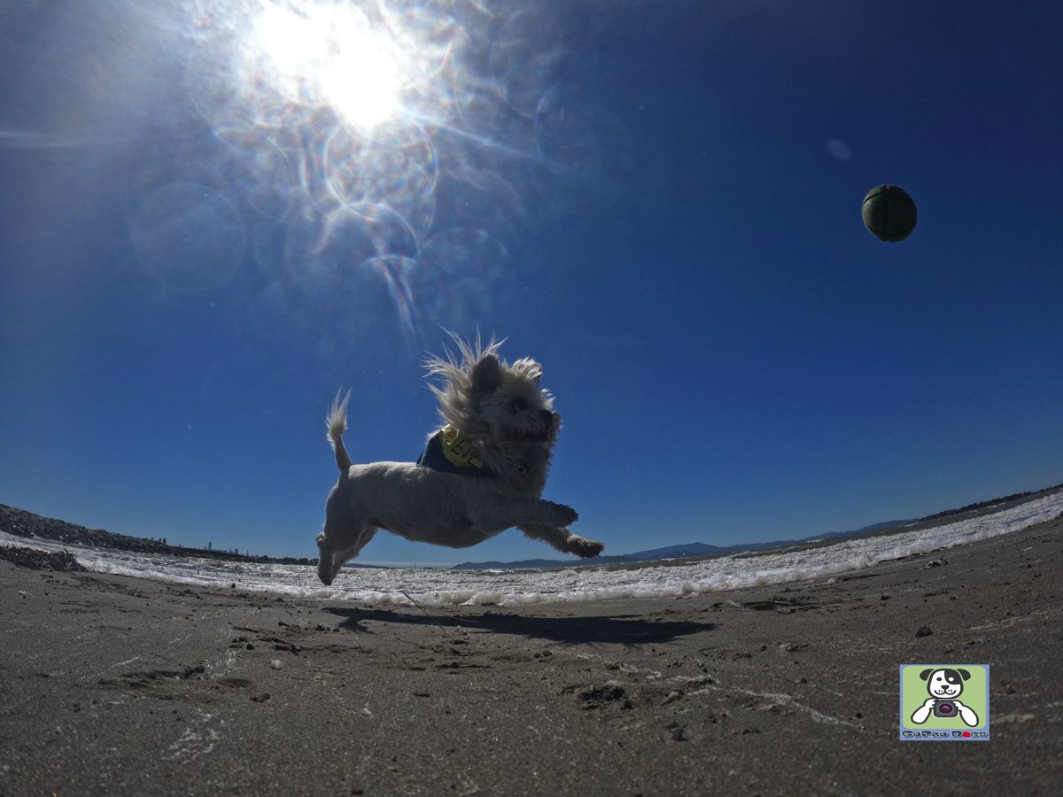 GoProCharlie1's tweet image. GoPro Charlie! Super lion dog storms the beach! 🐶💦🦁💦🚀😎 #GoPro #goprodogs #goprocharlie #dogcelebration #landofdogs #dogsoftwitter #superdog #liondog @GoughNuts 🐶💦🦁💦🚀😎