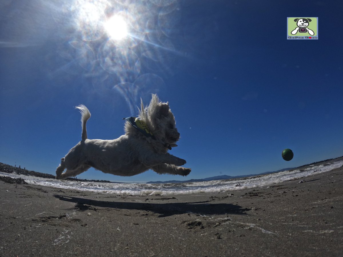 GoProCharlie1's tweet image. GoPro Charlie! Super lion dog storms the beach! 🐶💦🦁💦🚀😎 #GoPro #goprodogs #goprocharlie #dogcelebration #landofdogs #dogsoftwitter #superdog #liondog @GoughNuts 🐶💦🦁💦🚀😎