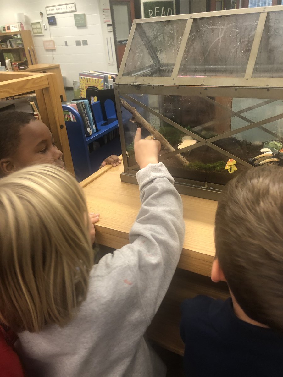 HeunLibrary's tweet image. Students have been so excited to investigate our new library pet snails! Had to read a favorite Escargot, of course! 🐌❤️ #JCPSLibraries @Schaffner063 @JCPS_LMS