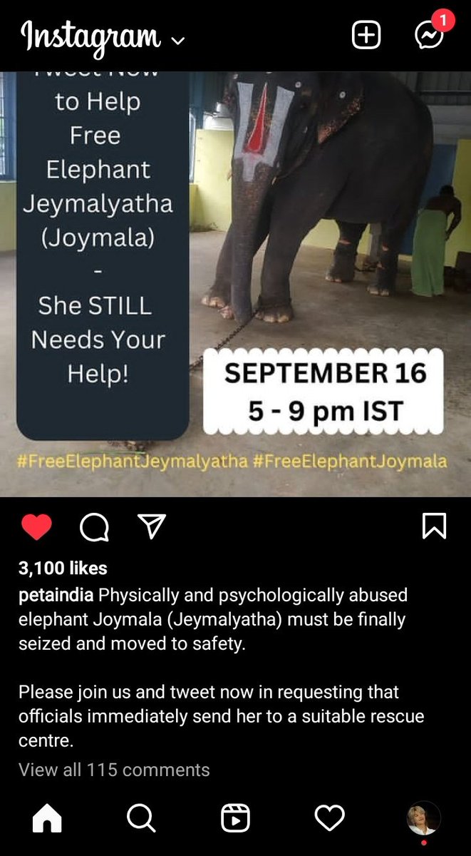 #FreeElephantJoymala #FreeElephantJeymalyatha
#Peta #Petaindia @peta @PetaIndia