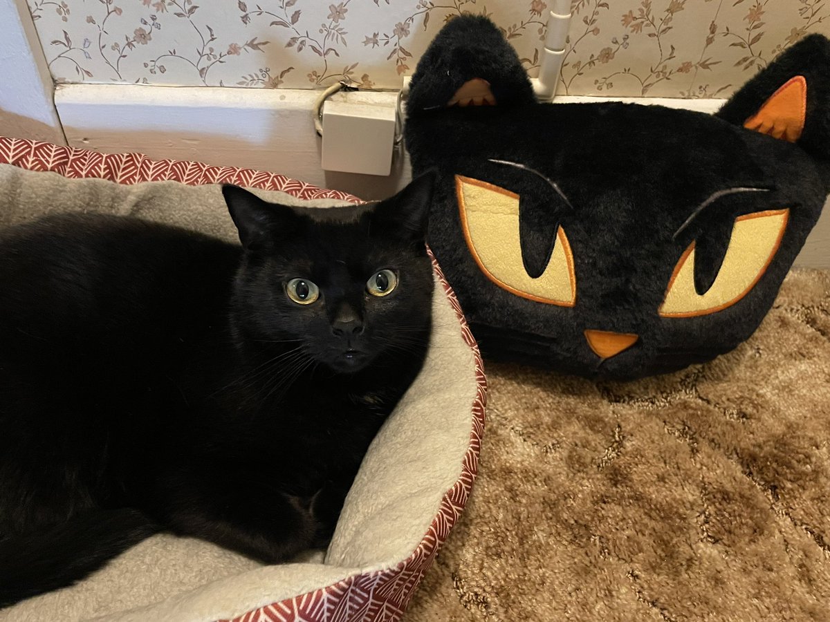 Theo is twinning with this new Hyde &amp; Eek pillow!! 😻