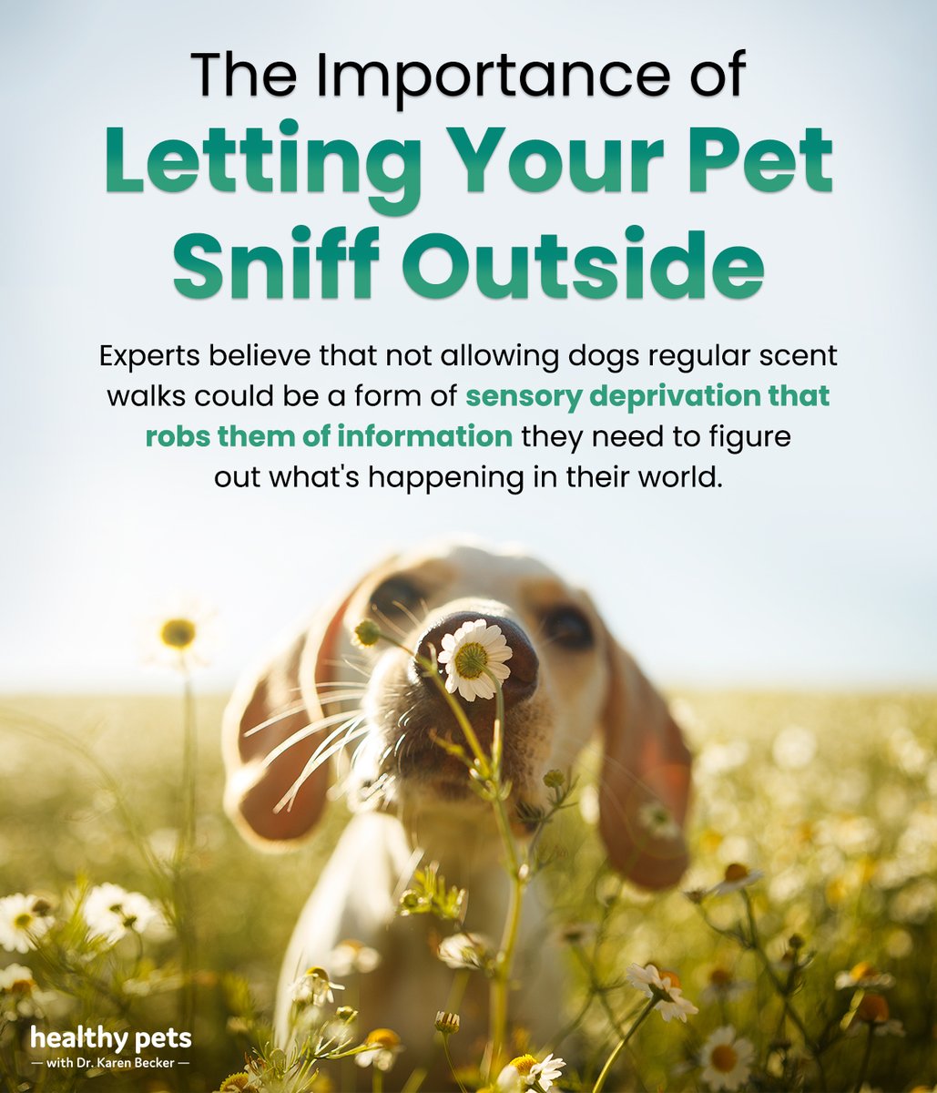 drkarenbecker's tweet photo. Dog walks are your dog’s chance to satisfy the desire to sniff and explore the always-fascinating world outside their home, so don’t deprive them of their scent-ventures. 🐕🚶 #LetDogsSniff #HealthyPets

Discover the wonders of your dog’s nose here: https://t.co/mPTlAmqi3x https://t.co/0llK3HnG9y