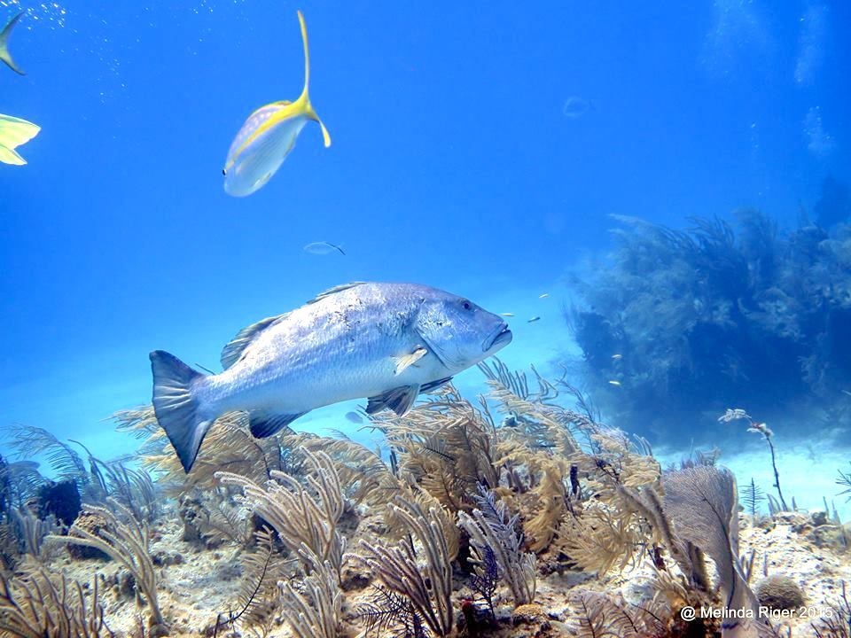 perryinstitute's tweet photo. Itโs Fishy Fishery Friday! ๐ ๐ฃ
Did you know Cubera snapper have very sharp pointed teeth, useful for digging into the shells of crustaceans including lobsters and crabs? They also prey on other species of fish.
#fisheriesresearch #fishfactfriday #snappers #cuberasnapper https://t.co/C8v6oloIvH