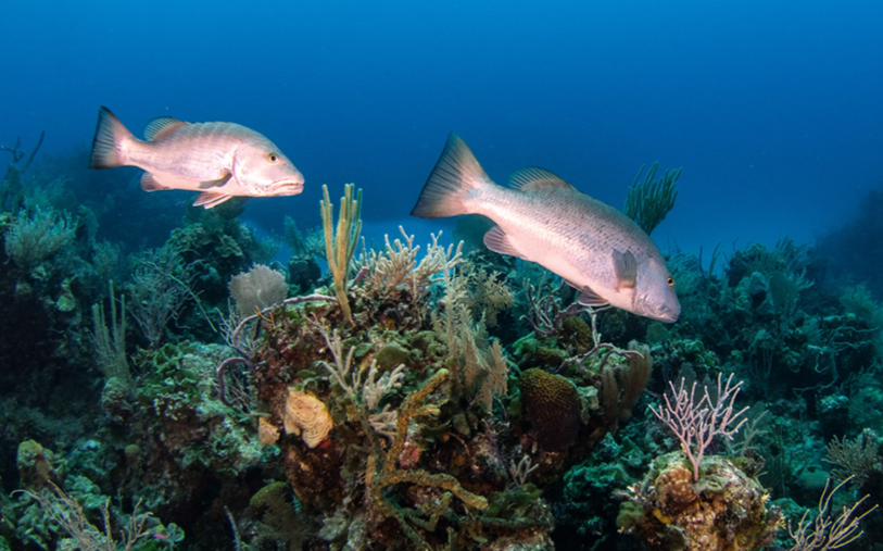 perryinstitute's tweet photo. Itโs Fishy Fishery Friday! ๐ ๐ฃ
Did you know Cubera snapper have very sharp pointed teeth, useful for digging into the shells of crustaceans including lobsters and crabs? They also prey on other species of fish.
#fisheriesresearch #fishfactfriday #snappers #cuberasnapper https://t.co/C8v6oloIvH