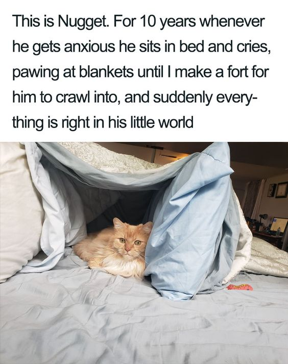 WholesomeMemes (@wholesomememe) on Twitter photo 