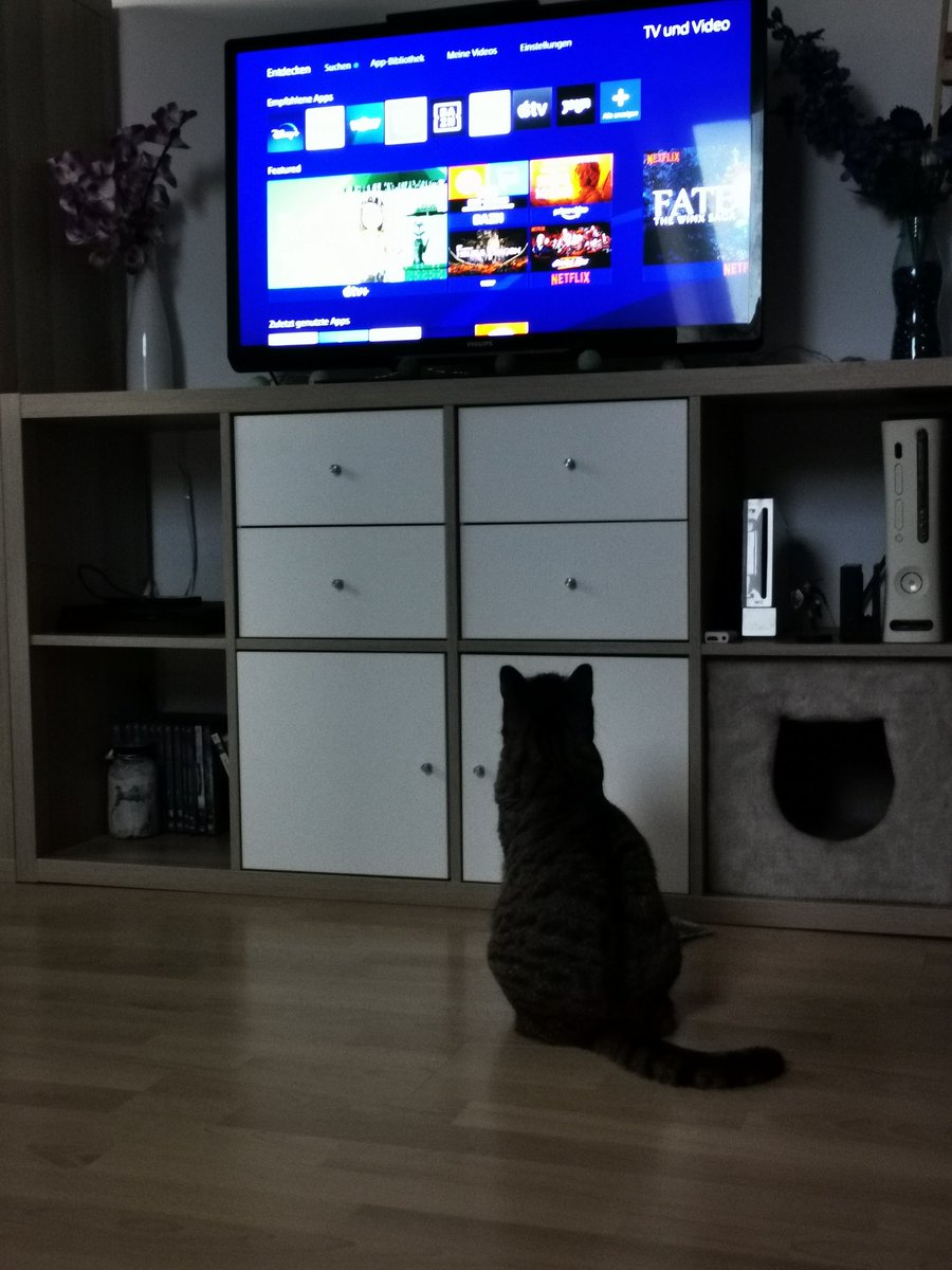 AyuKonton's tweet photo. Wenn die Katze so vor dem Fernseher sitzt klickst du auf YouTube, auch wenn du eigentlich gerade Netflix anmachen wolltest! https://t.co/mccICmNdQA
