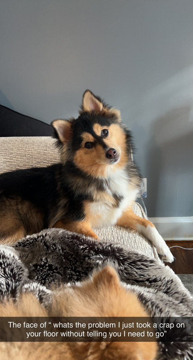 How do I get mad at her for eating my diff glasses on my birthday?!?! She is a spawn from satan himself tho