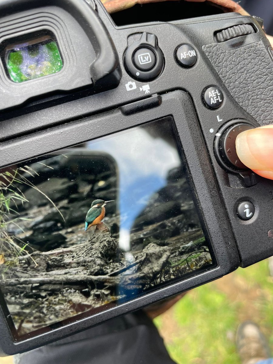 One customer snapped this beautiful #kingfisher this week #cornwall <a href="/HelfordRiverCr/">Helford River Cruise</a> <a href="/BudockVeanHotel/">Budock Vean</a>