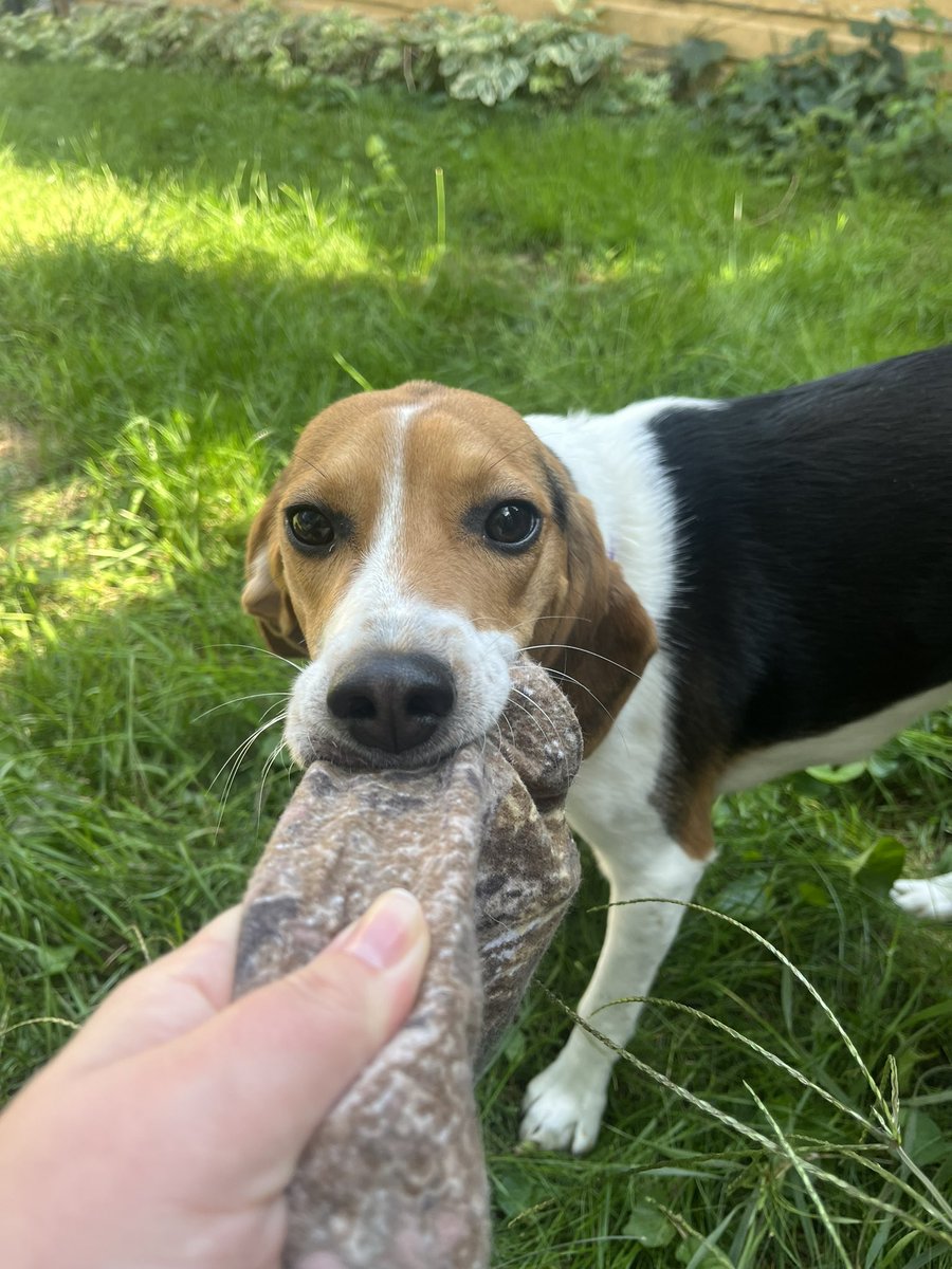 MegsDregs's tweet photo. Happy #CamoDay to all. 
@ofah #Hunting #Fishing #Outdoors #Trapping #Camo #CamoDay2022 #BlooperReel #Beagle #Bronte #BronteLady #Baroo https://t.co/JtG4oqNNie