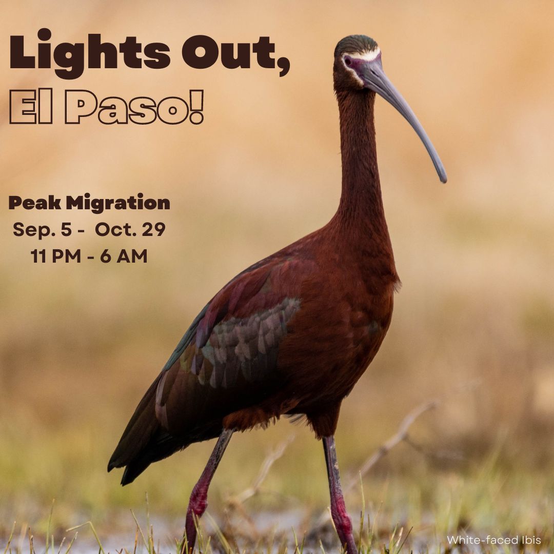 FLAlliance_EP's tweet photo. 🚨BIRD MIGRATION ALERT! Bird migration in our region is expected to be high for this weekend. By turning out all non-essential lights from 11pm-6am, you can help these birds travel safely. Learn more: https://t.co/TirsHEkg3c 
 @AudubonTexas #LightsOutTexas #AudubonTexas https://t.co/9TOn5ZiaNc