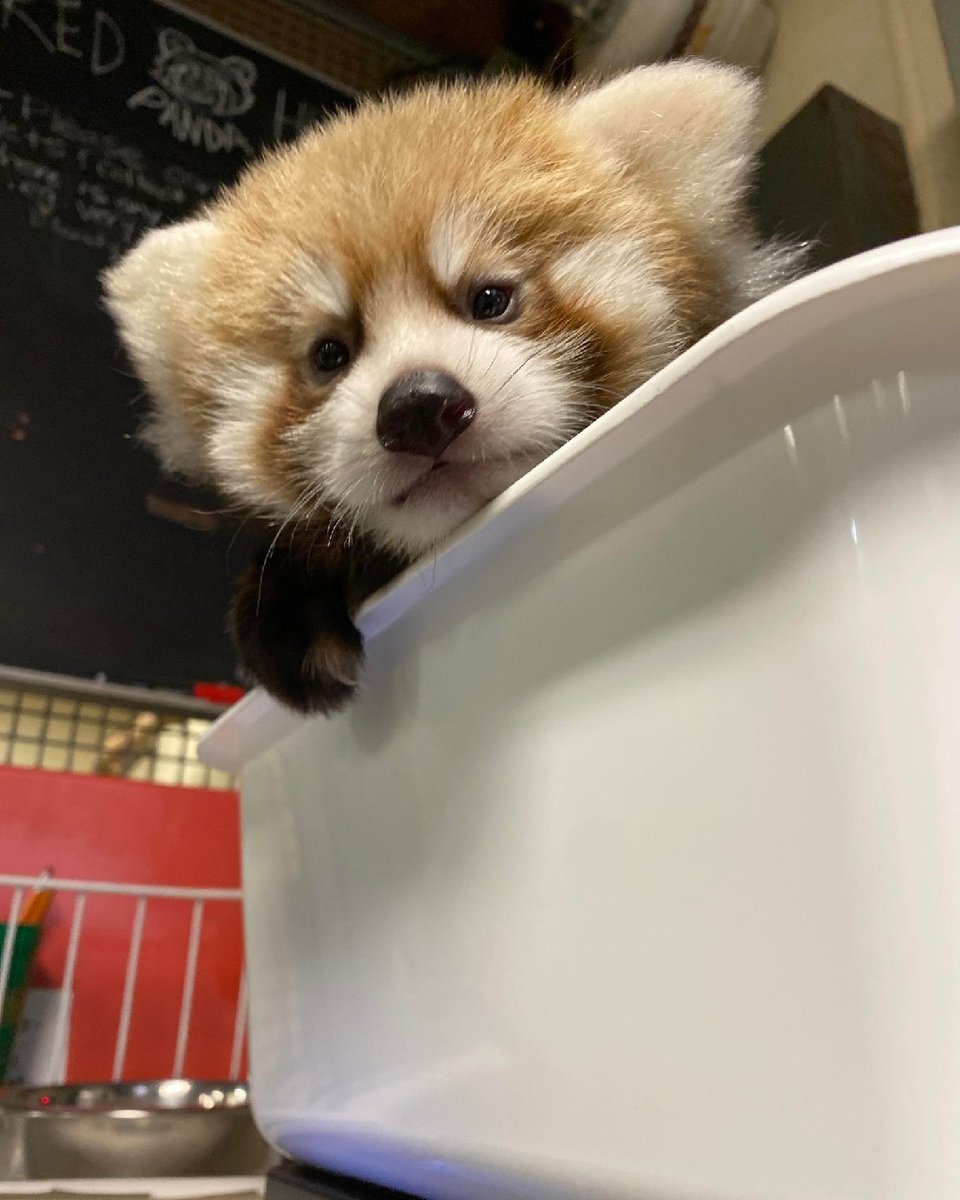 TheTorontoZoo's tweet photo. Just popping up to let you know it's #InternationalRedPandaDay tomorrow 🐾 #BabySpice https://t.co/SRMLQsWRgS