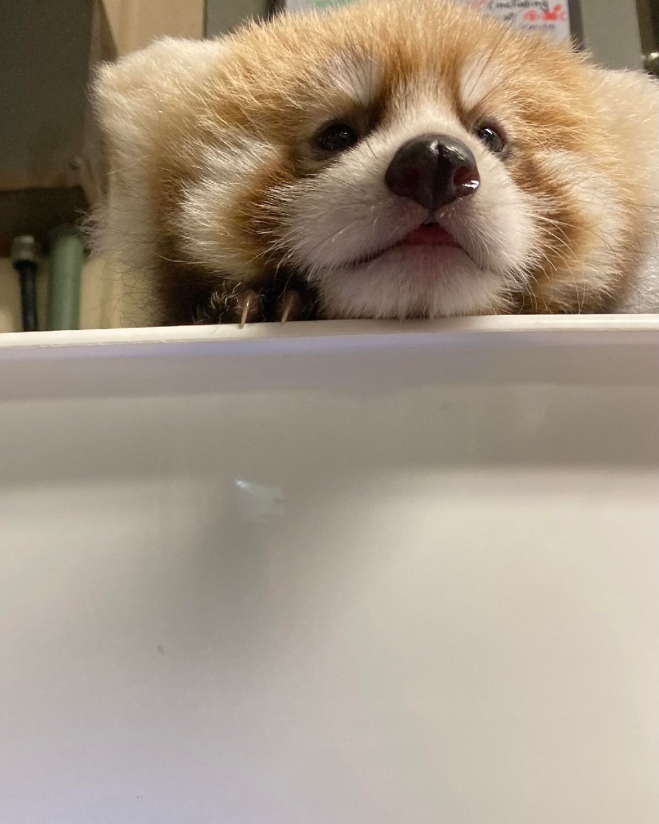 TheTorontoZoo's tweet photo. Just popping up to let you know it's #InternationalRedPandaDay tomorrow 🐾 #BabySpice https://t.co/SRMLQsWRgS
