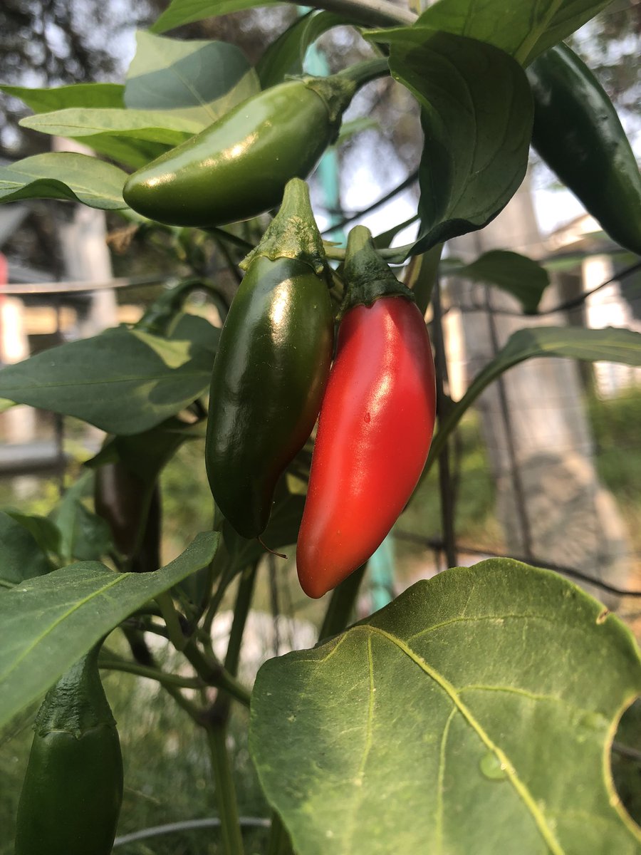 CanningBee's tweet photo. Green jalapeños turn red if left on the bush long enough to ripen. 🌶 Red slightly hotter. Mmmmm salsa! https://t.co/1A8733RPdM