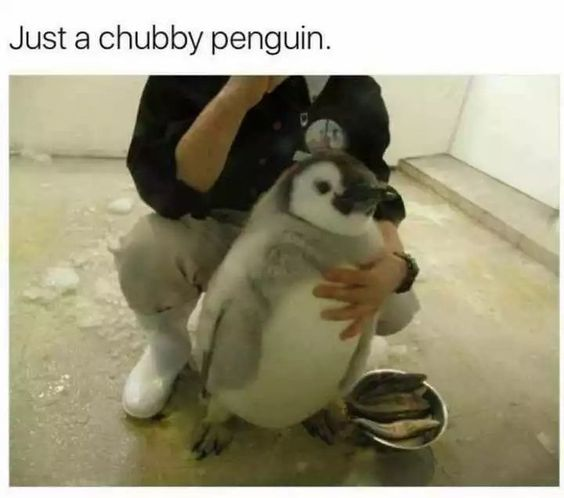 WholesomeMeme's tweet photo. https://t.co/jvfwUfaXAl