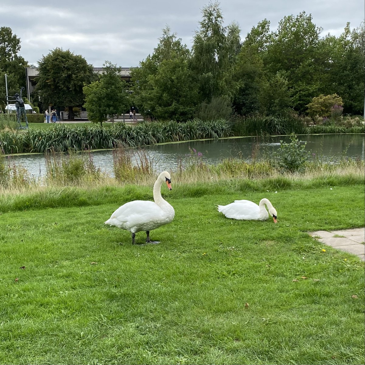DiHNguyen's tweet photo. Crossing things off my bucket list:
- Moving to another country (and continent!)✅
- Wrapping up my 1st week of the semester as Assistant Prof✅
**AND**
- Having🦢outside of my office✅

Looking forward to many more incredible days at UCD!! https://t.co/HEvfWqgm4F