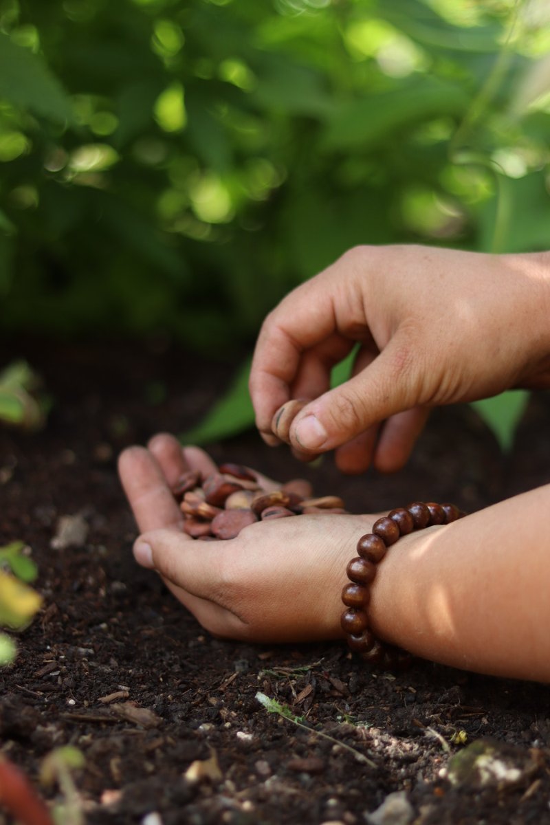 September is a great time to get sowing crops for winter and spring next year. Here are 5 seeds to sow now! We love Turnips, Hardy Peas, Salads, Broad Beans and Onion Sets. Try our Multi-purpose, Organic or John Innes composts for starting seeds! #peatfree